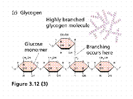 Glycogen structure and branching