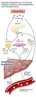 Glucose production by liver during fasting