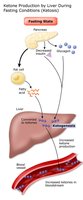 Ketone production by liver during fasting