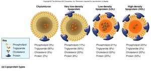 Lipoprotein types
