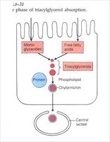 Triglyceride absorption in intestine