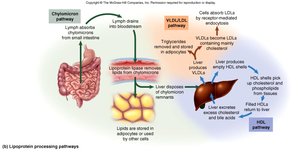 Lipoprotein processing pathways