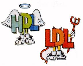 HDL and LDL cartoon