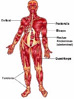 Human muscular system