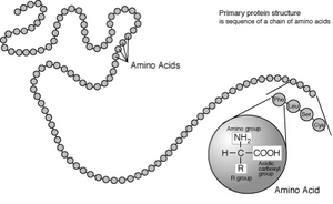 Protein metabolism pathways