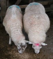 Fat and thin sheep comparison