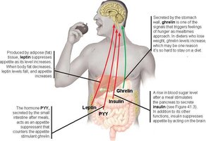 Appetite regulation diagram