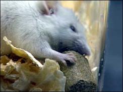 Rodent model for appetite research