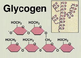 Glycogen structure