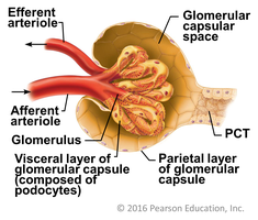 Glomerulus and Bowman's capsule structure