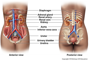 Anatomy of the urinary system, anterior and posterior views