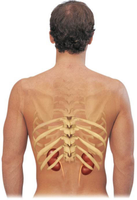 Posterior view of kidneys in the body