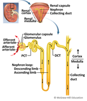 Diagram of nephron structure