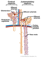 Cortical and juxtamedullary nephron comparison