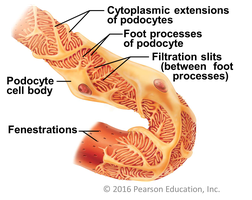 Podocyte structure and filtration slits