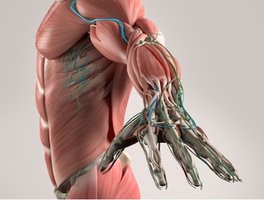 Muscle anatomy of the arm and hand
