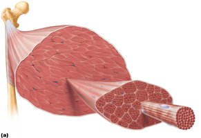 Connective tissue sheaths of skeletal muscle