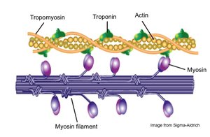 Actin, myosin, tropomyosin, and troponin structure