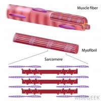 Muscle fiber, myofibril, and sarcomere structure