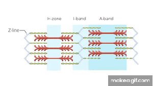 Cross-bridge cycle with ATP and actin-myosin interaction