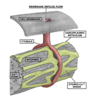 Muscle fiber structure with T-tubule and sarcoplasmic reticulum