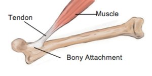 Muscle, tendon, and bone attachment