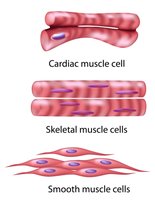 Types of muscle cells: cardiac, skeletal, smooth