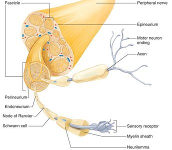 Peripheral nerve structure