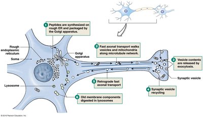 Axonal transport mechanisms