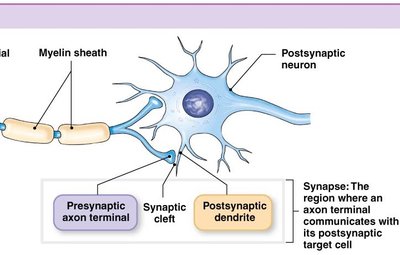 Synapse structure