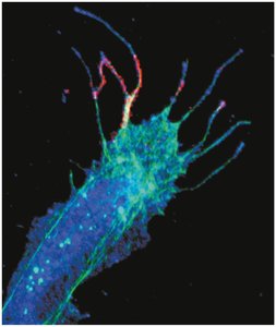 Glial cells in CNS and PNS