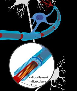 Myelin structure