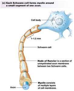 Schwann cell myelination