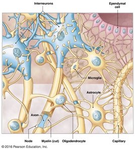 Peripheral neuron injury and regeneration