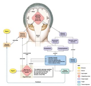 PNS afferent and efferent divisions