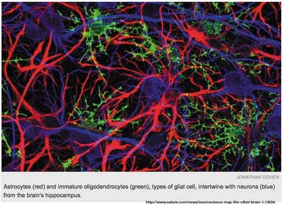 Astrocytes and oligodendrocytes