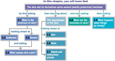 Chapter overview of integumentary system topics