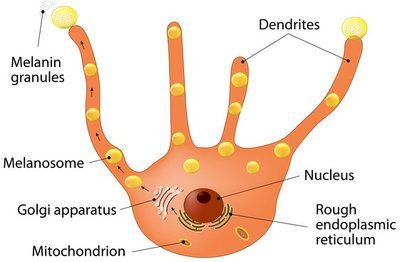 Melanocyte structure and melanin granule distribution