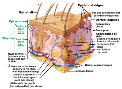 Cross-section of skin showing epidermis, dermis, hypodermis, and appendages