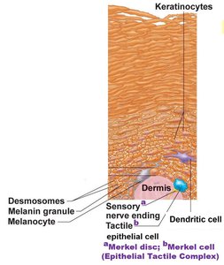 Epidermal cell types and their locations