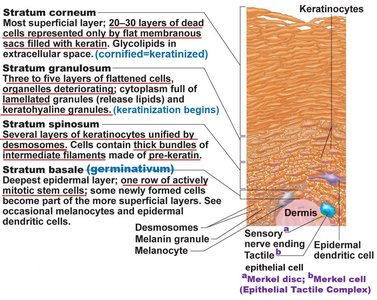 Diagram of epidermal layers and cell types