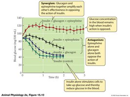 Graph showing synergism and antagonism between insulin, glucagon, and epinephrine on blood glucose levels