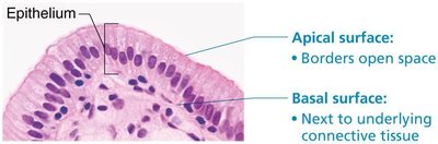Epithelial tissue polarity
