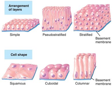 Arrangement and shape of epithelial cells
