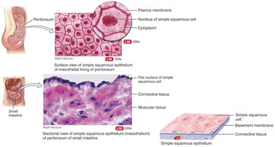 Simple squamous epithelium