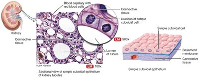 Simple cuboidal epithelium