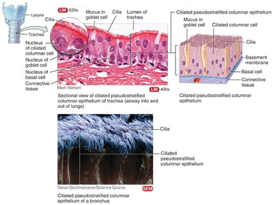 Ciliated pseudostratified columnar epithelium