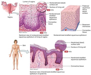 Keratinized and nonkeratinized stratified squamous epithelium