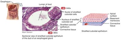 Stratified cuboidal epithelium