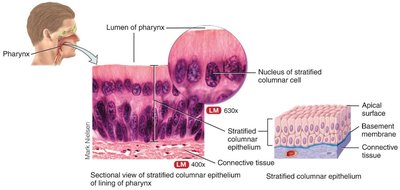 Stratified columnar epithelium